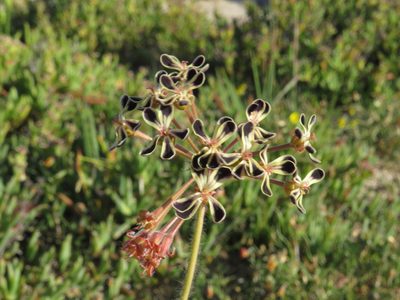 Pelargonium lobatum, photographed by Jeremy Gilmore