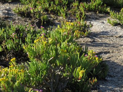 Senecio sarcoides, photographed by Jeremy Gilmore