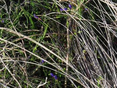 Geissorhiza lewisiae, photographed by Jeremy Gilmore