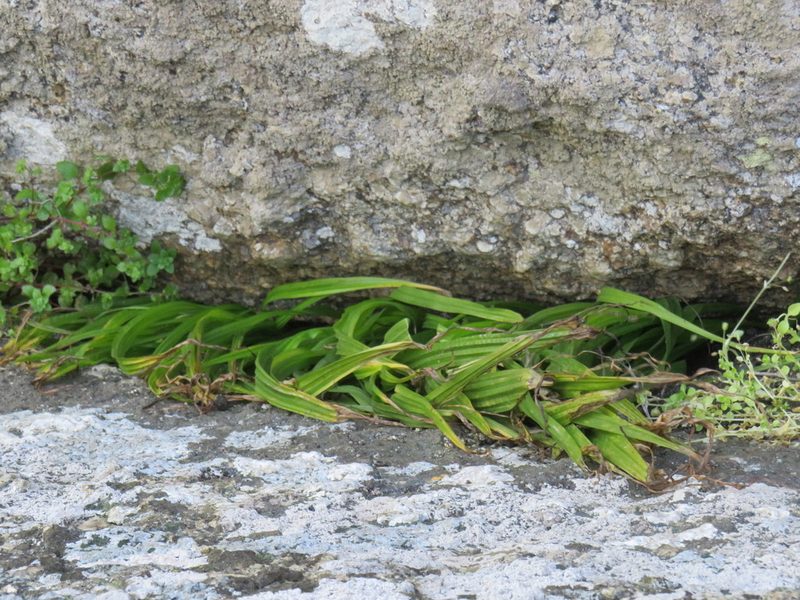 Empodium veratrifolium, photographed by Jeremy Gilmore