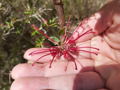 Grevillea speciosa, photographed by Tim