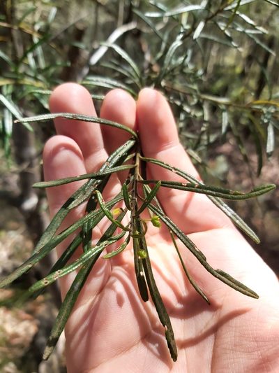 Leionema dentatum, photographed by Tim