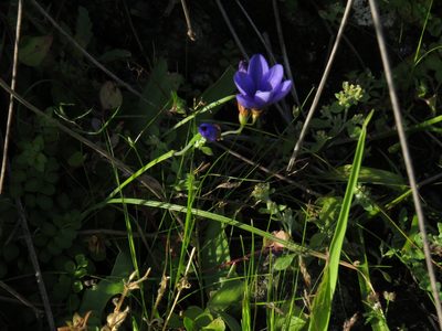 Geissorhiza lewisiae, photographed by Jeremy Gilmore