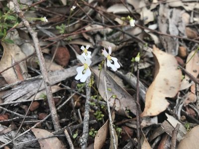 Stylidium androsaceum, photographed by Ann Bentley