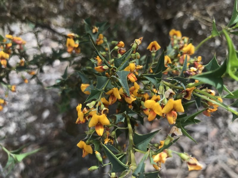 Gastrolobium trilobum, photographed by Ann Bentley
