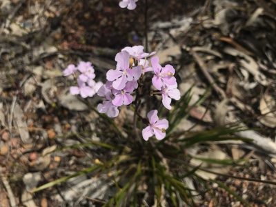 Stylidium affine, photographed by Ann Bentley