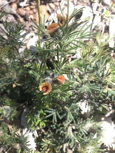 Gompholobium preissii, photographed by Ann Bentley