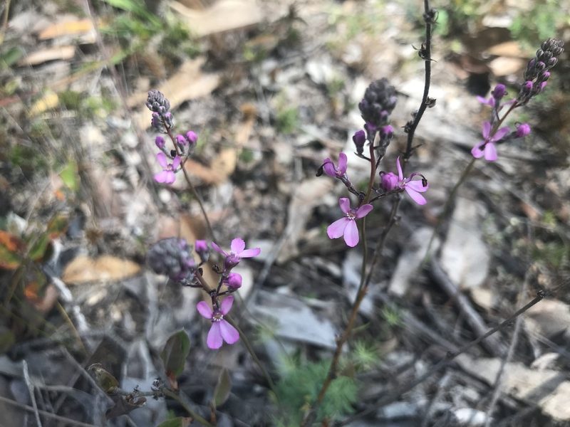 Stylidium tenue, photographed by Ann Bentley