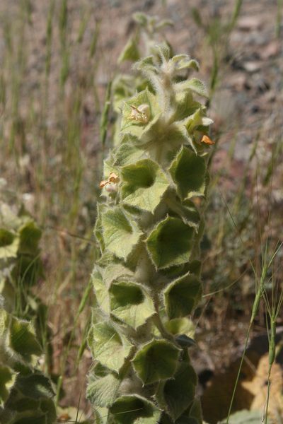 Phlomoides molucelloides, photographed by Oleg Kosterin
