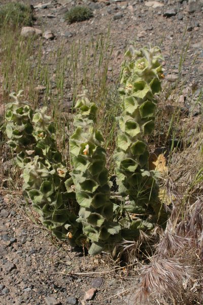 Phlomoides molucelloides, photographed by Oleg Kosterin