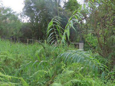 Calamus formosanus, photographed by chiuluan