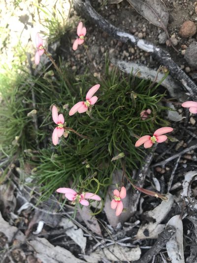 Stylidium uniflorum, photographed by Ann Bentley