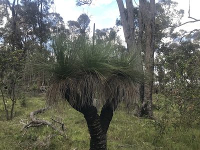 Xanthorrhoea preissii, photographed by Ann Bentley