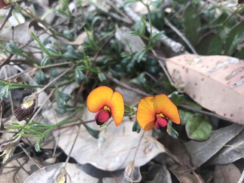 Isotropis cuneifolia, photographed by Ann Bentley