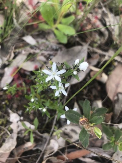 Orianthera serpyllifolia, photographed by Ann Bentley