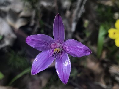 Caladenia emarginata, photographed by Ann Bentley