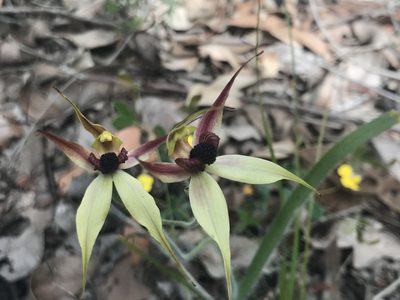 Caladenia macrostylis, photographed by Ann Bentley