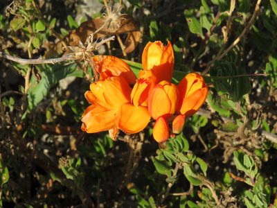 Ixia calendulacea, photographed by Jeremy Gilmore