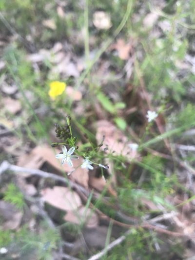 Caesia micrantha, photographed by Ann Bentley