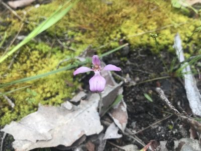 Caladenia nana, photographed by Ann Bentley