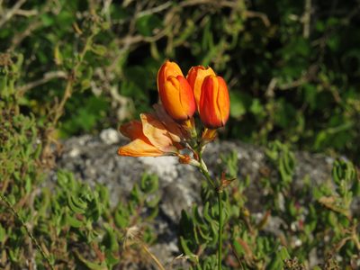 Ixia calendulacea, photographed by Jeremy Gilmore