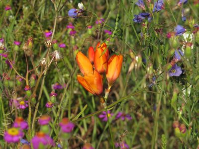 Ixia calendulacea, photographed by Jeremy Gilmore