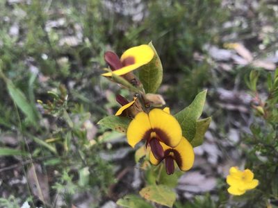 Bossiaea ornata, photographed by Ann Bentley