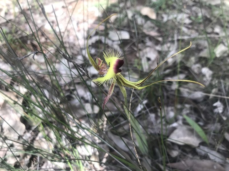 Caladenia lobata, photographed by Ann Bentley