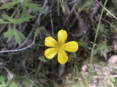 Ranunculus colonorum, photographed by Ann Bentley