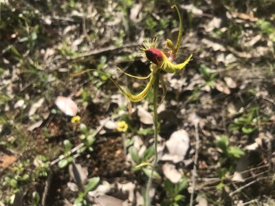Caladenia lobata, photographed by Ann Bentley