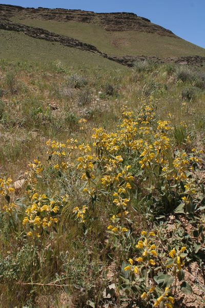 Phlomis olivieri, photographed by Oleg Kosterin