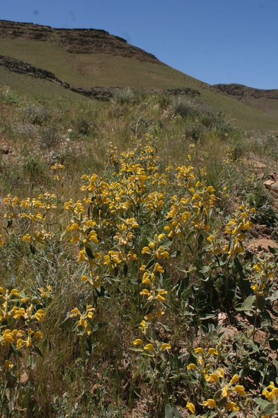 Phlomis olivieri, photographed by Oleg Kosterin