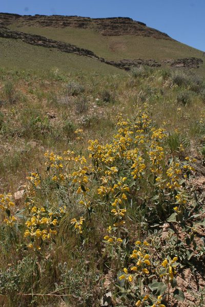Phlomis olivieri, photographed by Oleg Kosterin
