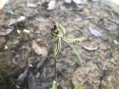Caladenia barbarossa, photographed by Ann Bentley