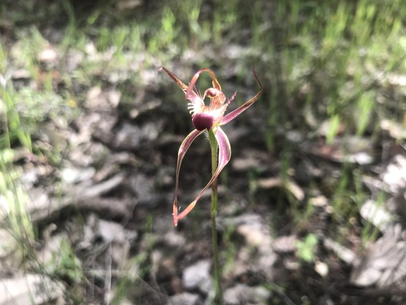 Caladenia ferruginea, photographed by Ann Bentley