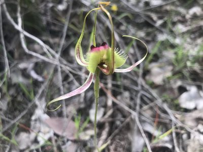 Caladenia lobata, photographed by Ann Bentley
