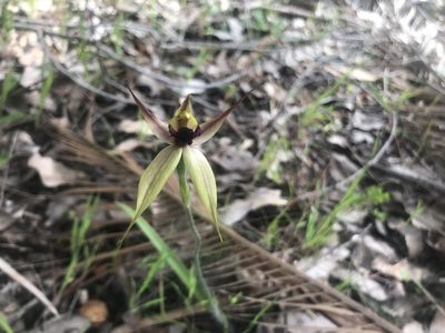 Caladenia macrostylis, photographed by Ann Bentley