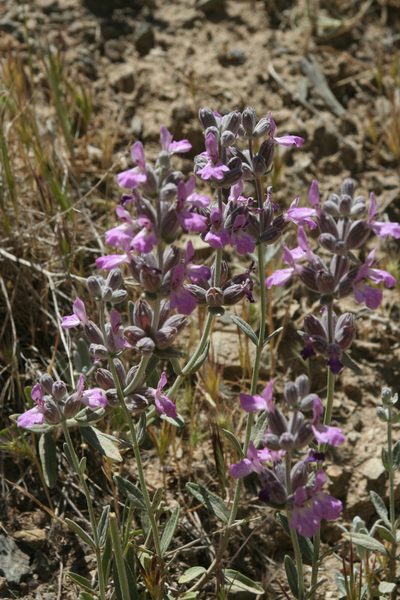 Stachys inflata, photographed by Oleg Kosterin