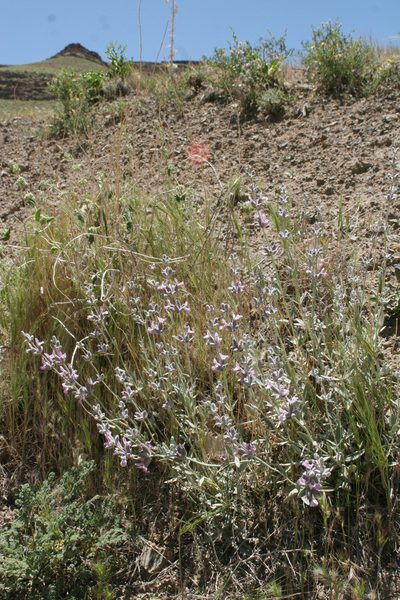 Stachys inflata, photographed by Oleg Kosterin