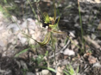 Caladenia attingens, photographed by Ann Bentley