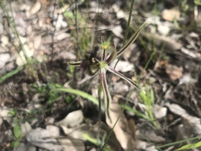 Caladenia barbarossa, photographed by Ann Bentley