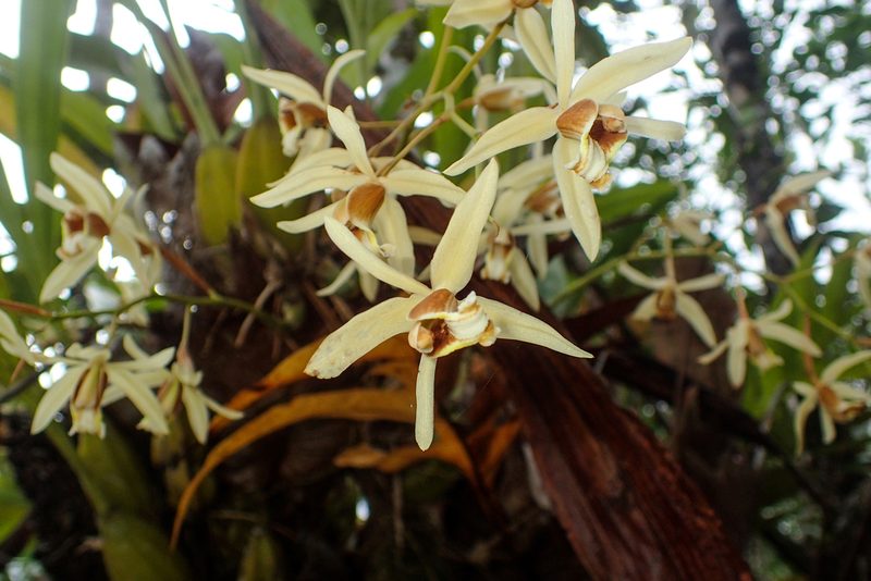 Coelogyne trinervis, photographed by Gerard Chartier