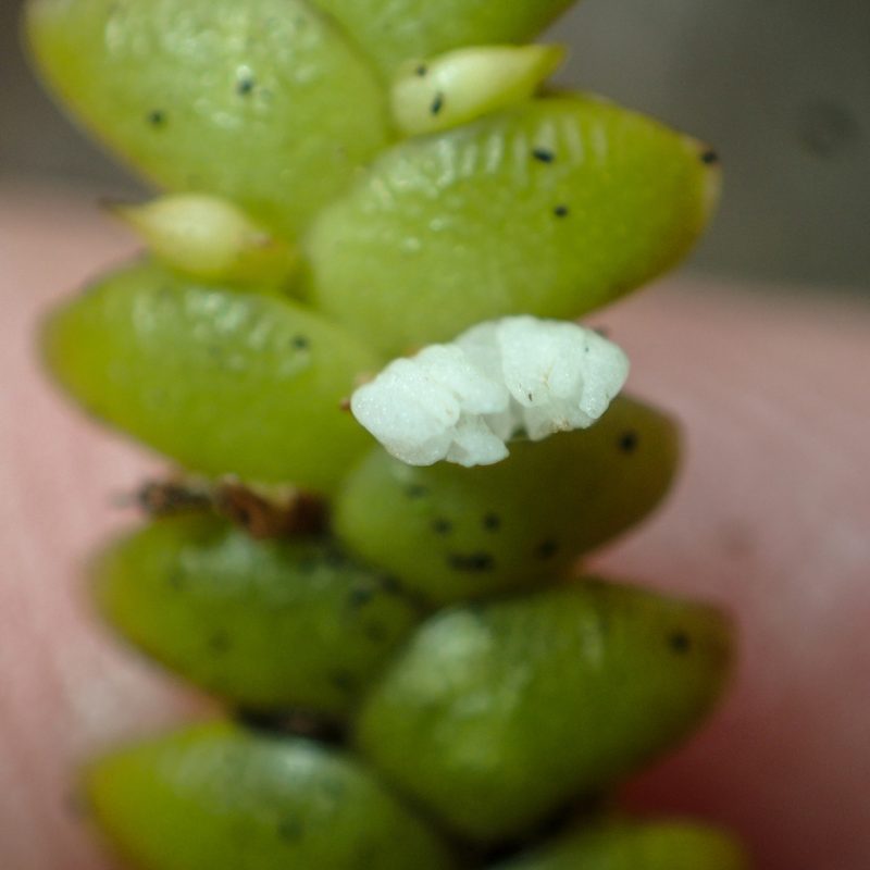 Microsaccus griffithii, photographed by Gerard Chartier