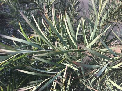 Acacia iteaphylla, photographed by Ann Bentley