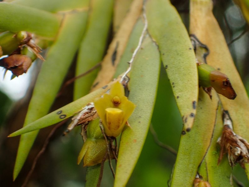 Oxystophyllum carnosum, photographed by Gerard Chartier