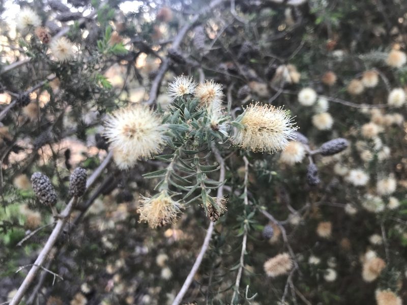 Melaleuca incana, photographed by Ann Bentley
