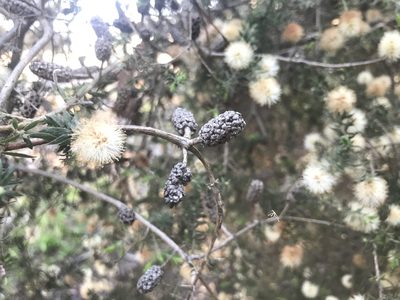 Melaleuca incana, photographed by Ann Bentley