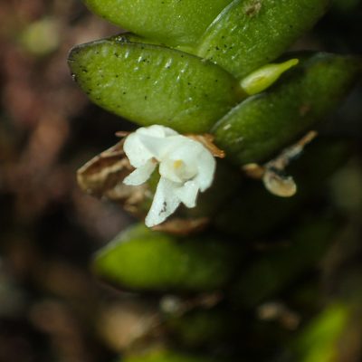 Microsaccus griffithii, photographed by Gerard Chartier