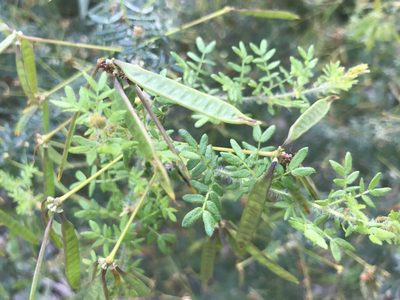 Acacia browniana, photographed by Ann Bentley