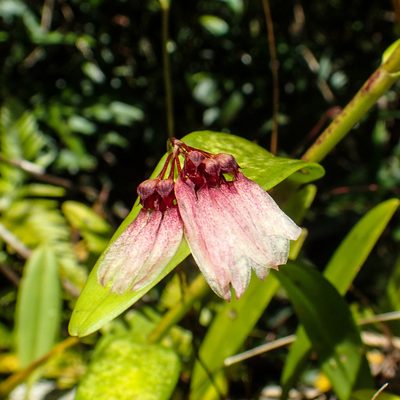 Bulbophyllum lepidum, photographed by Gerard Chartier